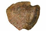 Fossil Dinosaur (Edmontosaurus) Ungual Bone - Montana #184002-3
